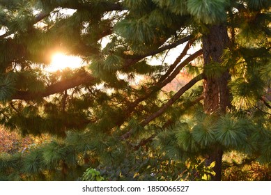Pine tree with sunlight shing through