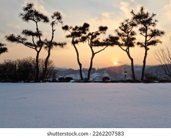 Pine tree and sunset background.