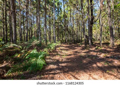 Pine Tree In Temperate Coniferous Forest On Mountain.