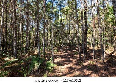 Pine Tree In Temperate Coniferous Forest On Mountain.