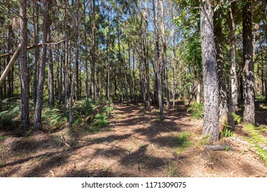 Pine Tree In Temperate Coniferous Forest On Mountain.