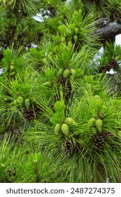 A pine tree that has begun to bear fruit, a pine cone