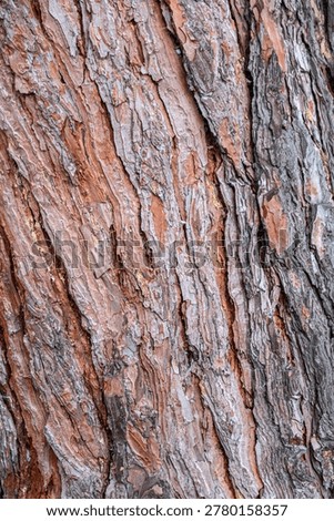 Pine tree. Thick bark on the trunk. Pine rind.