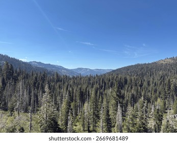 Pine tree top view five lakes to Palisades PCT