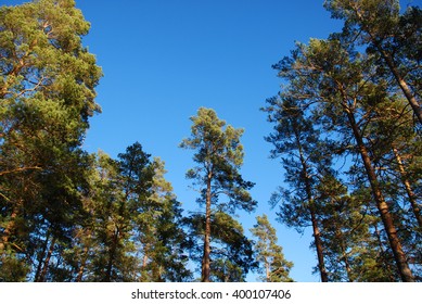 Pine Tree Tops At Blue Sky From A Low Perspective