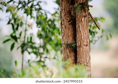 Pine Tree Trunk Background Image - Green Environmental Banner Forest and Forestry Commission friendly - Right Aligned for Text Left