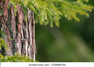 Pine tree trunk bark with spruce tree twigs in front of it. Coniferous forest texture background. Rough pine tree bark. 