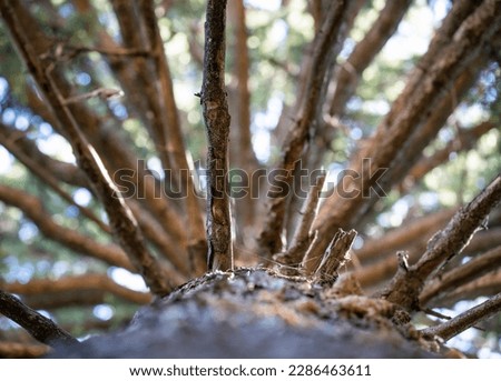 Pine tree trunk and branches from below.