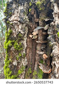 Pine tree trunk covered in mupine tree trunk covered in mushrooms and moss shrooms and moss 