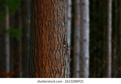Pine tree trunk. Pinewood background. Pine tree trunk texture. Pines trunks background