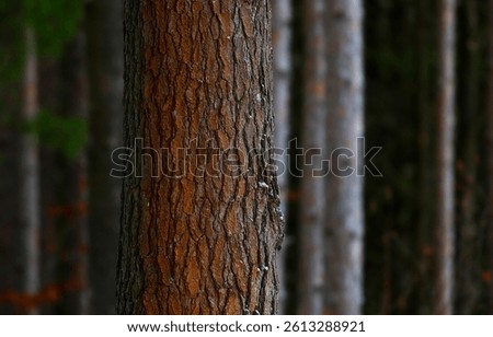 Pine tree trunk. Pinewood background. Pine tree trunk texture. Pines trunks background
