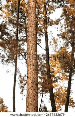 pine tree trunk and sky in the background