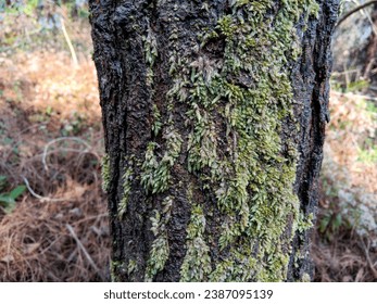 The pine tree trunk is strong and has moss growing on its surface