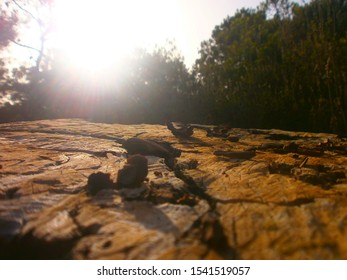 Pine tree trunk and Sun rays
