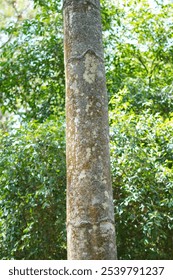 Pine tree trunk with white spots and green leaves background of trees