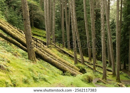 Pine tree trunks covered in moss reaching up from a sloped moss covered floor in a Scottish rainforest