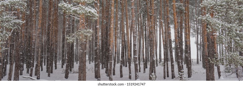 pine tree trunks covered with snow in the forest. Winter season. Festive background. Web banner.