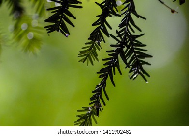 pine tree twig in the spring