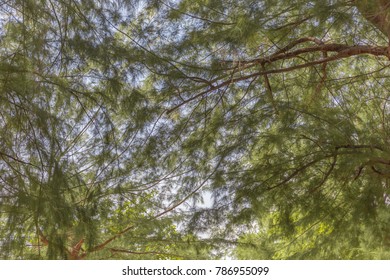 Pine tree under the blue sky near the beach. - Shutterstock ID 786955099