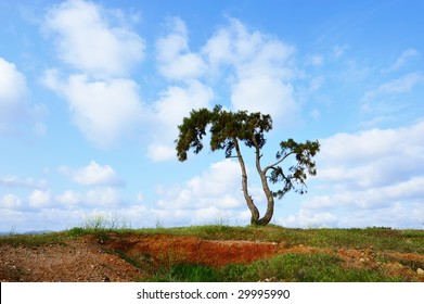 pine tree under cloudy sky