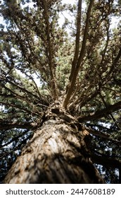 pine tree view from below
