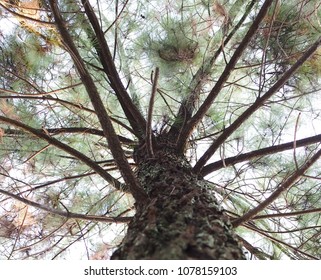 pine tree view from below with white sky overhead