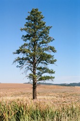 Pine Tree In A Wheat Field On The Palouse In Washington State.