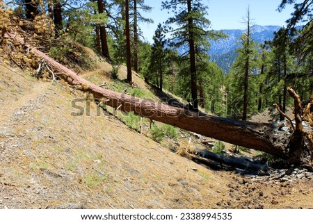 Pine Tree which is a blowdown tree caused from harsh storms taken at an alpine forest on the Pacific Crest Trail in the San Gabriel Mountains, CA