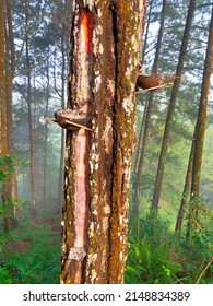 A Pine Tree Whose Sap Is Taken And Stored In A Coconut Shell