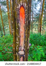 A Pine Tree Whose Sap Is Taken And Stored In A Coconut Shell