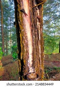 A Pine Tree Whose Sap Is Taken And Stored In A Coconut Shell