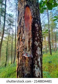 A Pine Tree Whose Sap Is Taken And Stored In A Coconut Shell