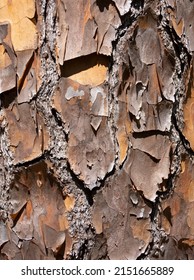 Pine tree wood trunk bark closeup in nature for backgrounds and textures with multiple hues of brown and gold with even lighting.