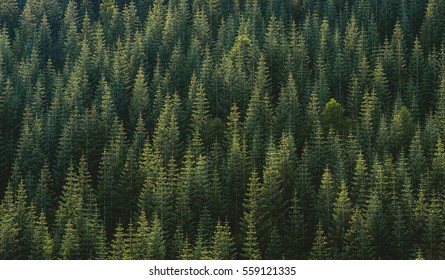 Pine Treeline