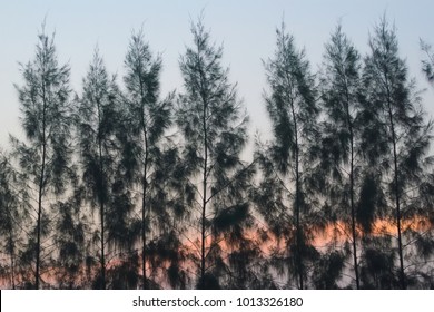 A Pine Treeline And Sky, As The Sun Begins To Rise Behind It, In A Garden Park In Bangkok, Thailand.