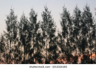 A Pine Treeline And Sky, As The Sun Begins To Rise Behind It, In A Garden Park In Bangkok, Thailand.