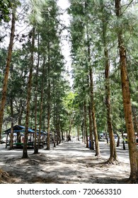 pine trees
