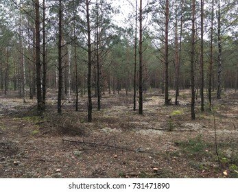 The pine trees