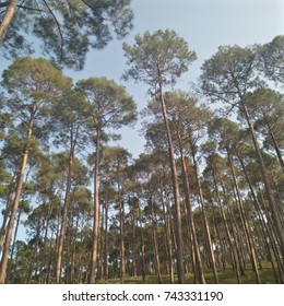 pine trees