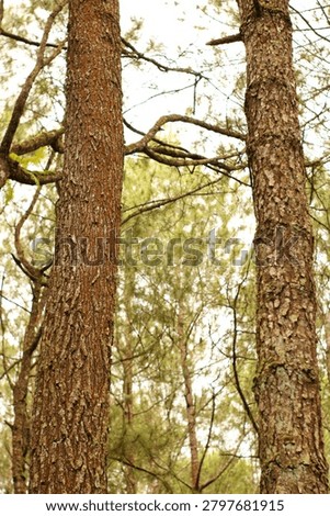Pine trees in the afternoon