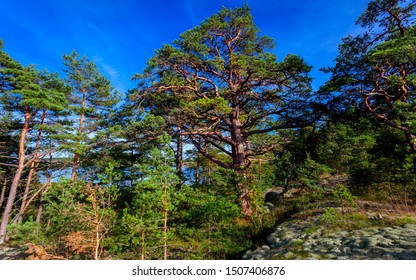 Pine Trees Agains A Blue Sky In The Archipelago