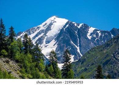 Pine trees against a snow capped mountain. - Powered by Shutterstock