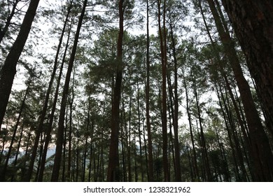Pine trees area