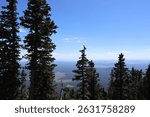 Pine trees at Arizona Snowbowl in Flagstaff. 
