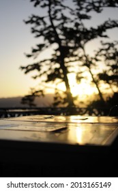 Pine trees and beautiful sunset