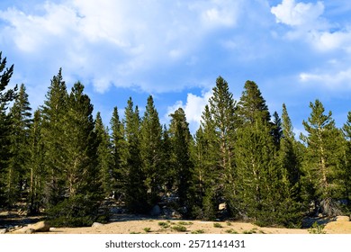Pine Trees besides an alpine meadow with Cumulus Clouds above taken at a coniferous forest within the Sierra Nevada Mountains in Horseshoe Meadows, CA 