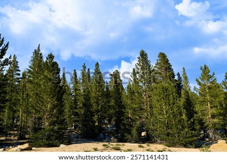 Pine Trees besides an alpine meadow with Cumulus Clouds above taken at a coniferous forest within the Sierra Nevada Mountains in Horseshoe Meadows, CA 