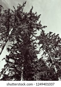 Pine Trees Black and White