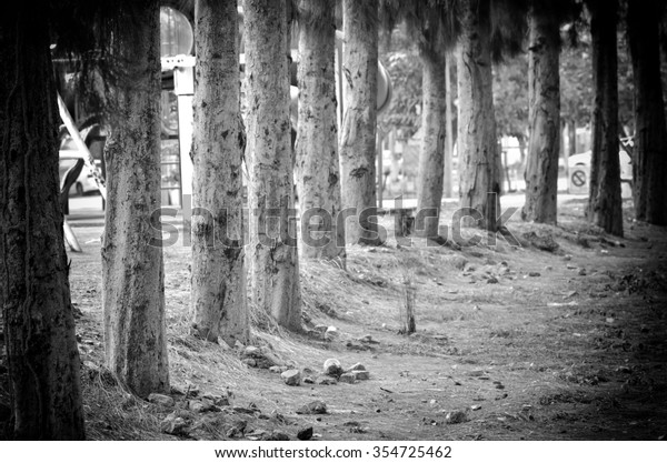 Pine Trees Black White Background Stock Photo (Edit Now) 354725462