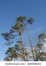 pine trees with blue clean sky in background